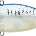 Live Striped Shad