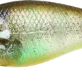 Flake Flake Striped Gill
