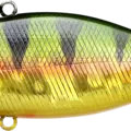 Aurora Gold Northern perch