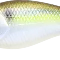 Gizzard Shad