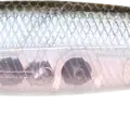 Ghost Minnow