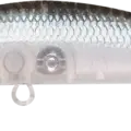 Ghost Minnow