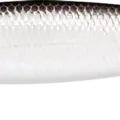 Original Tennessee Shad