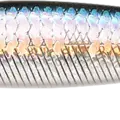 MS American Shad