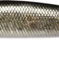 Deadly Black Shad