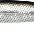 BP Golden Shiner