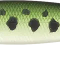 Large Mouth Bass