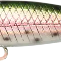 Laser Rainbow Trout
