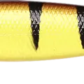 Tiger Perch