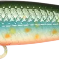Brook Trout - Kawa Masu