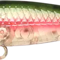 Ghost Rainbow Trout