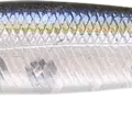 Ghost Threadfin Shad