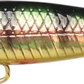 Aurora Gold Northern Perch