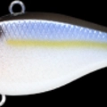 Pearl Threadfin Sha