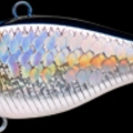 MS American Shad