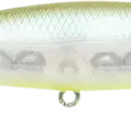 Golden Ghost Minnow