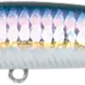 MS American Shad