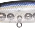 Ghost Threadfin Shad