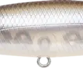 Striped Shad