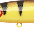 Tiger Perch