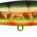 Aurora Gold Northern Perch