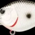 Original Tennessee Shad
