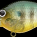 Ghost Sun Fish