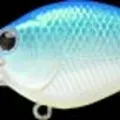 Citrus Shad