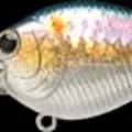 MS American Shad