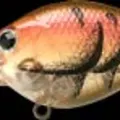Japan Craw