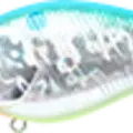 Aurora Citrus