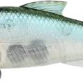 Ghost Minnow
