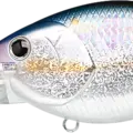 MS American Shad