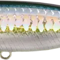 MS American Shad