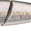 MS American Shad