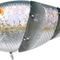 MS American Shad