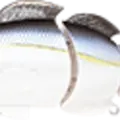 Pearl Threadfin Shad