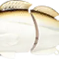 Gizzard Shad