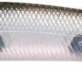 Ghost Minnow
