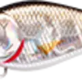 BP Golden Shiner