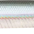 MH Ghost Minnow
