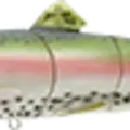 Rainbow Trout