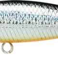 Orange Belly Silver Shad