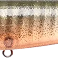 Flake Flake Male Gill