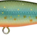 Brook Trout