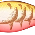 Summer Craw