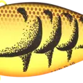 Winter Craw