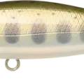 Baby Masu Salmon