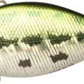 Aurora Bass