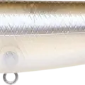 Striped Shad